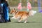 shetland sheepdog running agility course with the handler