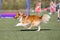 shetland sheepdog running agility course on sunny summer day