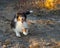 Shetland Sheepdog Running Fall Autumn