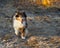 Shetland Sheepdog Running Fall Autumn Sunset