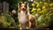 Shetland sheepdog running and jumping in the garden