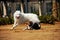 Shetland Sheepdog and Samoyede