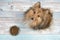 Shetland sheepdog seen from above looking up with full feeding bowl in front of her on a blue wooden floor