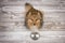 Shetland sheepdog seen from above sitting and looking up on a brown wooden planks floor with an empty feeding bowl in front