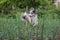 Shetland sheepdog sheltie blue merle tri color walking through grass field