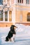 Shetland Sheepdog, Sheltie, Collie Sitting On Ground In Snowy Street. Winter Season