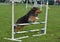 Shetland Sheepdog (Sheltie) at a Dog Agility Trial