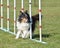 Shetland Sheepdog (Sheltie) at Dog Agility Trial