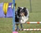 Shetland Sheepdog (Sheltie) at Dog Agility Trial