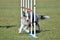 Shetland Sheepdog (Sheltie) at Dog Agility Trial