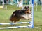 Shetland Sheepdog (Sheltie) at Dog Agility Trial