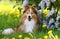 shetland sheepdog, sheltie lies outdoors on a green grass with meadows and lilac flowers