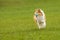 Shetland Sheepdog Sheltie running with the ball in mouth. Pet game on a green grass.