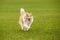 Shetland Sheepdog Sheltie running with the ball in mouth. Pet game on a green grass.