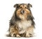 Shetland Sheepdog, Sheltie, sitting against white background