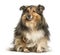 Shetland Sheepdog, Sheltie, sitting against white background