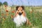 shetland sheepdog, sheltie sitting outdoors on a field of poppies