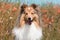 shetland sheepdog, sheltie sitting outdoors on a field of poppies