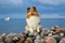 shetland sheepdog, sheltie sitting on the rock beach on the seaside
