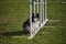 Shetland Sheepdog Sheltie weave poles agility