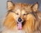 Shetland sheepdog shows his tongue