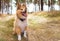 Shetland sheepdog sits in a forest