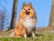 Shetland Sheepdog sits on grass