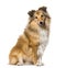 Shetland Sheepdog sitting against white background