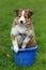 Shetland Sheepdog Sitting in Bucket in Grass