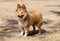 Shetland sheepdog stands on dirty track