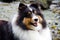 A shetland sheepdog in the wilderness