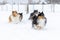 shetland sheepdog winter runningon fresh white snow