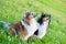 Shetland sheepdogs in a meadow