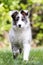 Shetland Shepard dog in a forest - Puppy dog