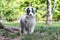 Shetland Shepard dog in a forest - Puppy dog