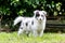 Shetland Shepard dog in a forest - Puppy dog