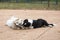 A Shetland Shepherd and Spitz, Lulu da Pomerania, playing with a stick