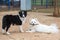 A Shetland Shepherd and Spitz, Lulu da Pomerania, playing with a stick