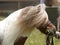 Shetland Stallion Headshot