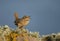 Shetland wren calling on a mossy stone