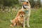 Shiba and Akita are cool dogs