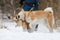 Shiba and Akita play.