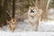 Shiba and Akita play.