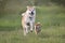 Shiba and Akita playfully run on the grass