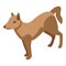 Shiba dog icon isometric vector. Spa grooming