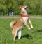 Shiba Ina jumps playing