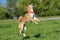 Shiba Ina jumps playing