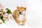 Shiba Ini `s red-haired puppy lies on a soft white blanket, isolated against a white background. tulip flowers are near. Look afar
