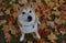 Shiba with Innocent Look Sits on Colorful Fallen Autumn Leaves