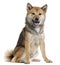 Shiba Inu, 1 year old, sitting